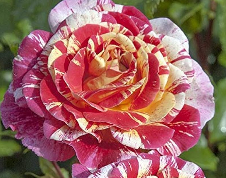 Rose - Quartet Multi-Colour - #2 - NO WARRANTY