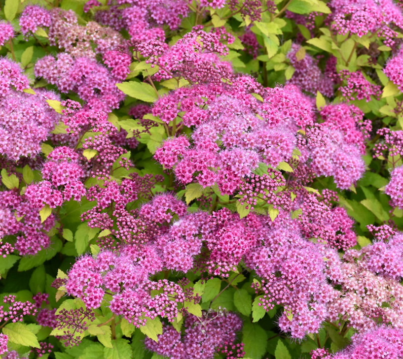 Spirea - Magic Carpet - #5