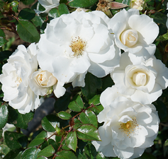 Rose - Oso Easy Ice Bay - Tea Rose 8&quot; - NO WARRANTY