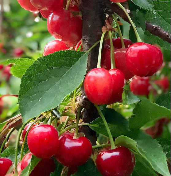 Cherry - Cutie Pie - 8inch CVI - NO WARRANTY