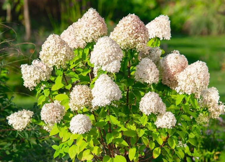 Hydrangea - Limelight - #7 TF