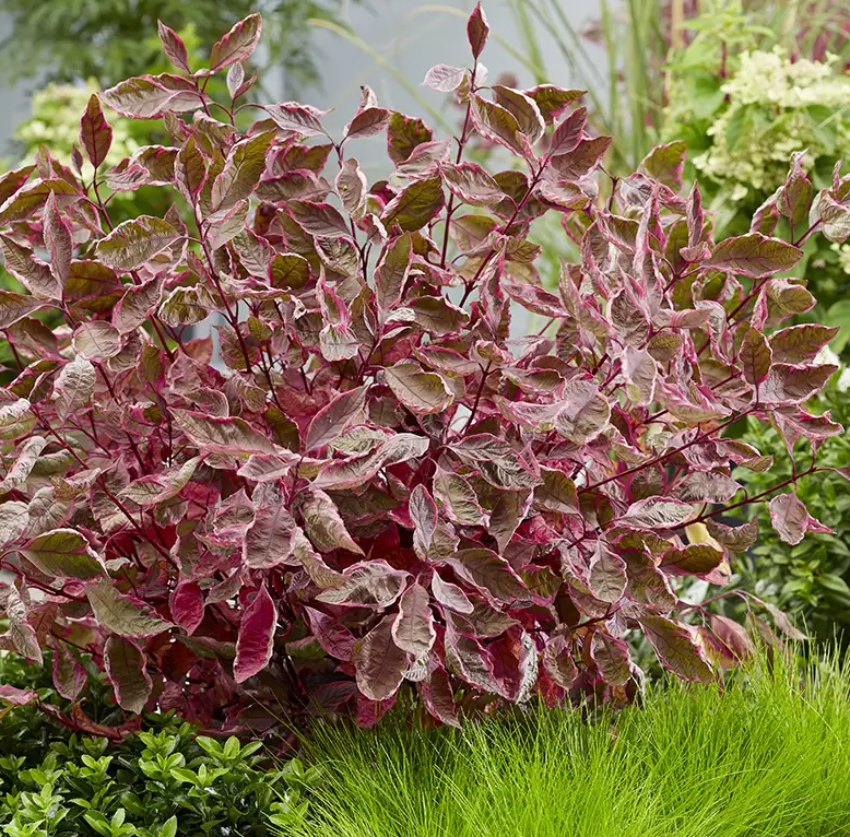 Dogwood - Sgt Pepper - 8&quot;