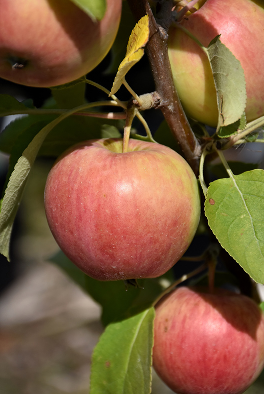 Apple - Gemini - #7 CVI