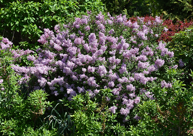 Lilac - Bloomerang Dark Purple - #2 True