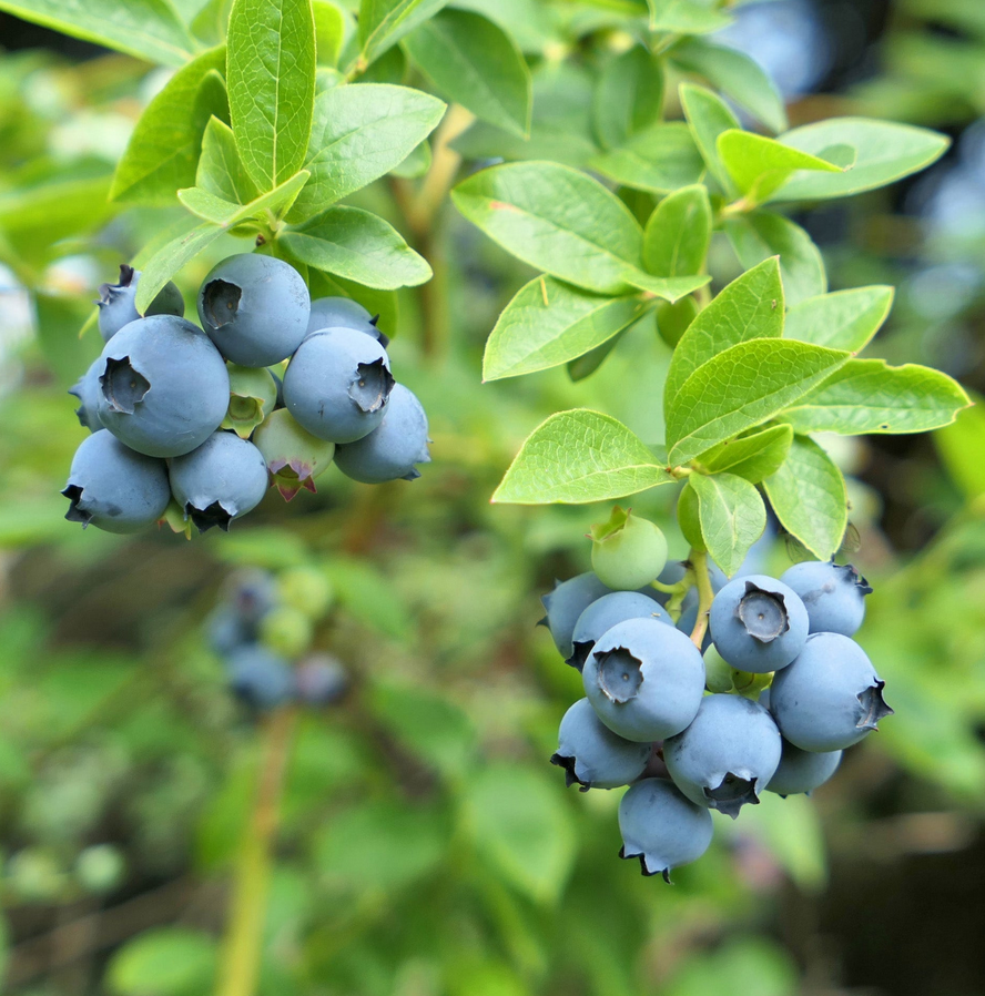 Blueberry - Northland - #1 - NO WARRANTY