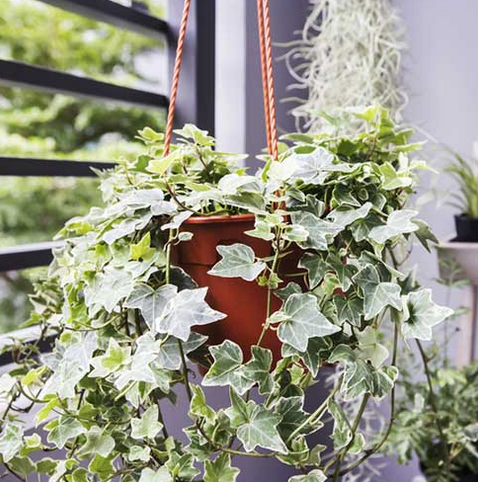 Ivy Mix- Hedera- 4&quot;
