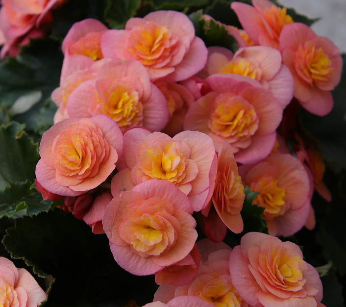 Begonia - Rieger - 4&#39;&#39;