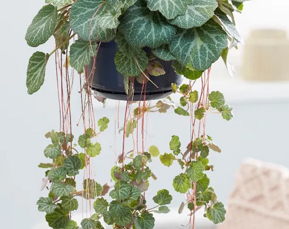 Strawberry Begonia - HB - 19cm