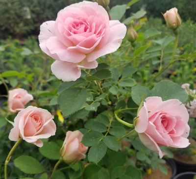 Shrubs - Hardy Roses