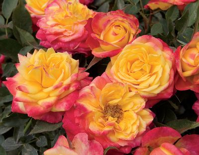 Shrubs - Tea Roses