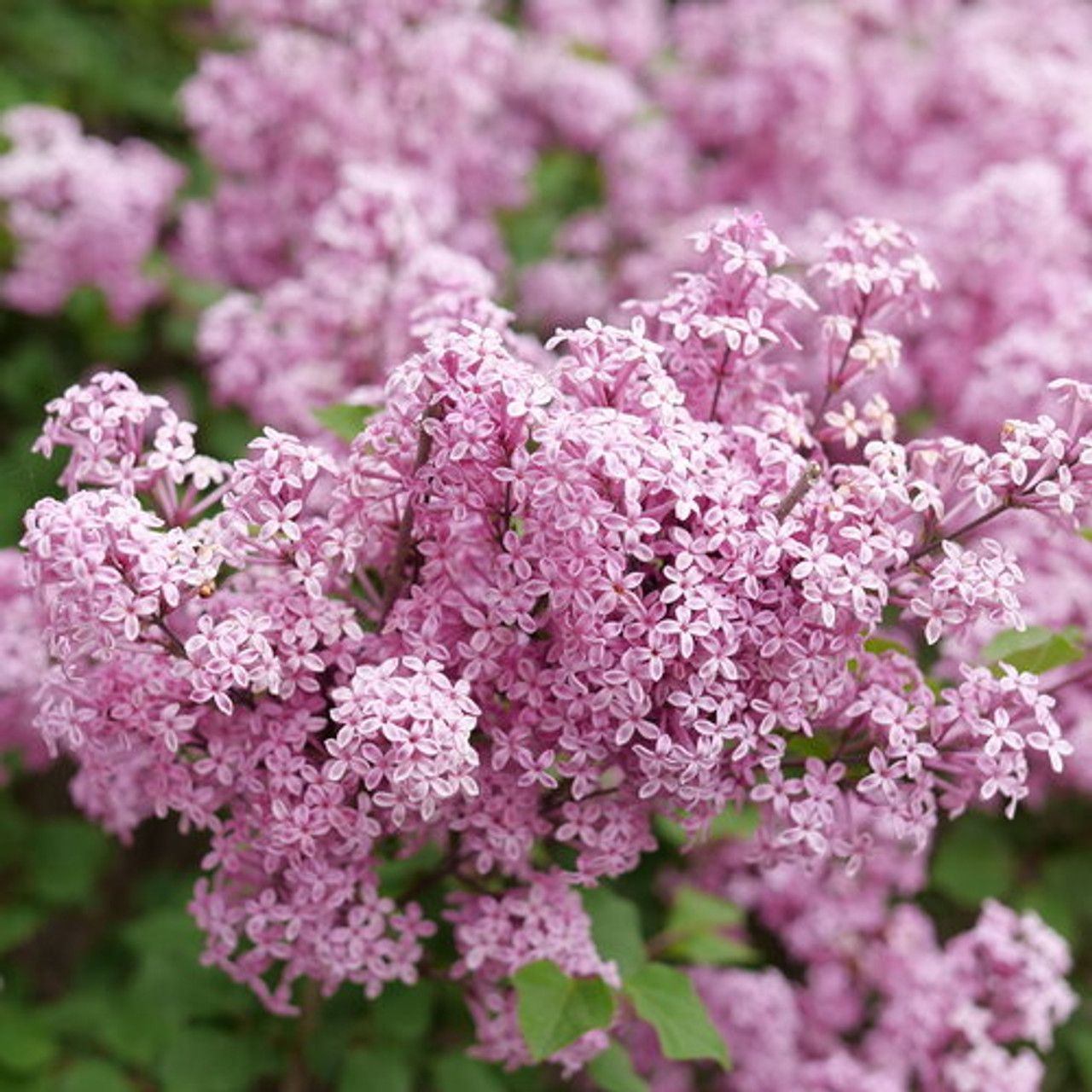 Lilac - Bloomerang Purpink Reblooming - 2 True
