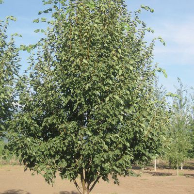 Linden - Dropmore - #5