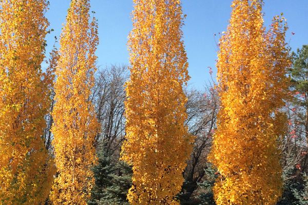 Birch - Parkland Pillar - #7