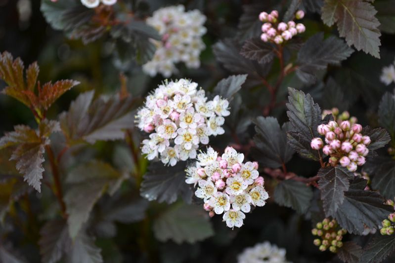 Ninebark - Summer Wine - #2