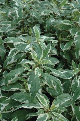 Dogwood - Cream Cracker - #2