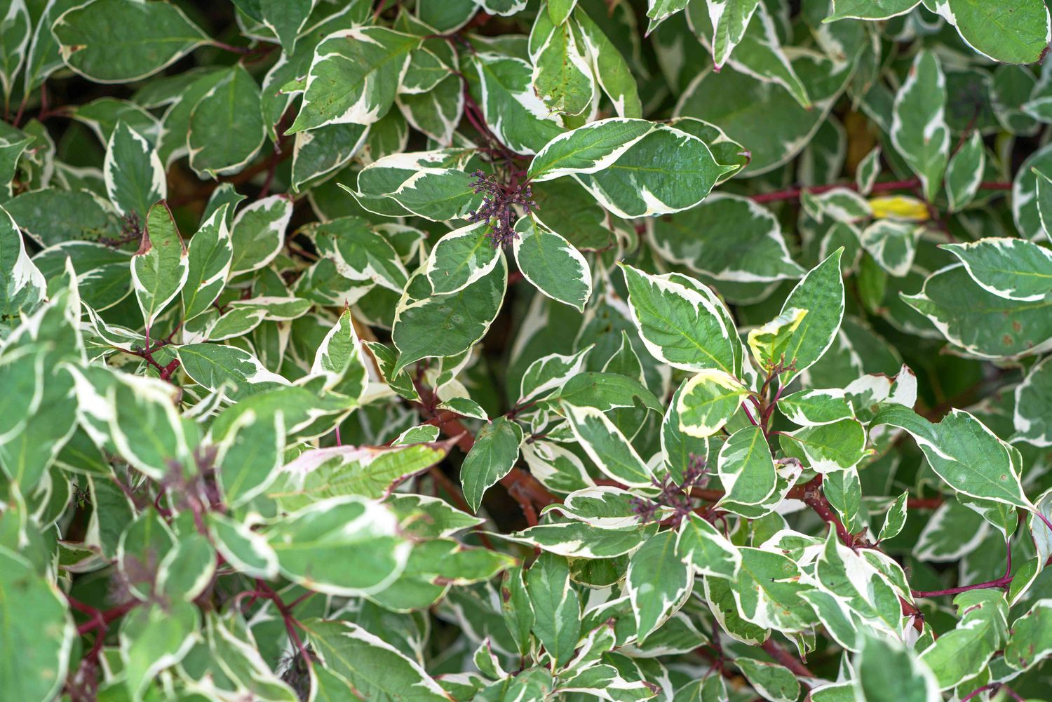 Dogwood - Ivory Halo - #2