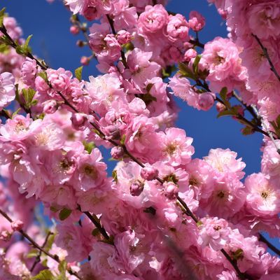 Plum - Double Flowering - #2