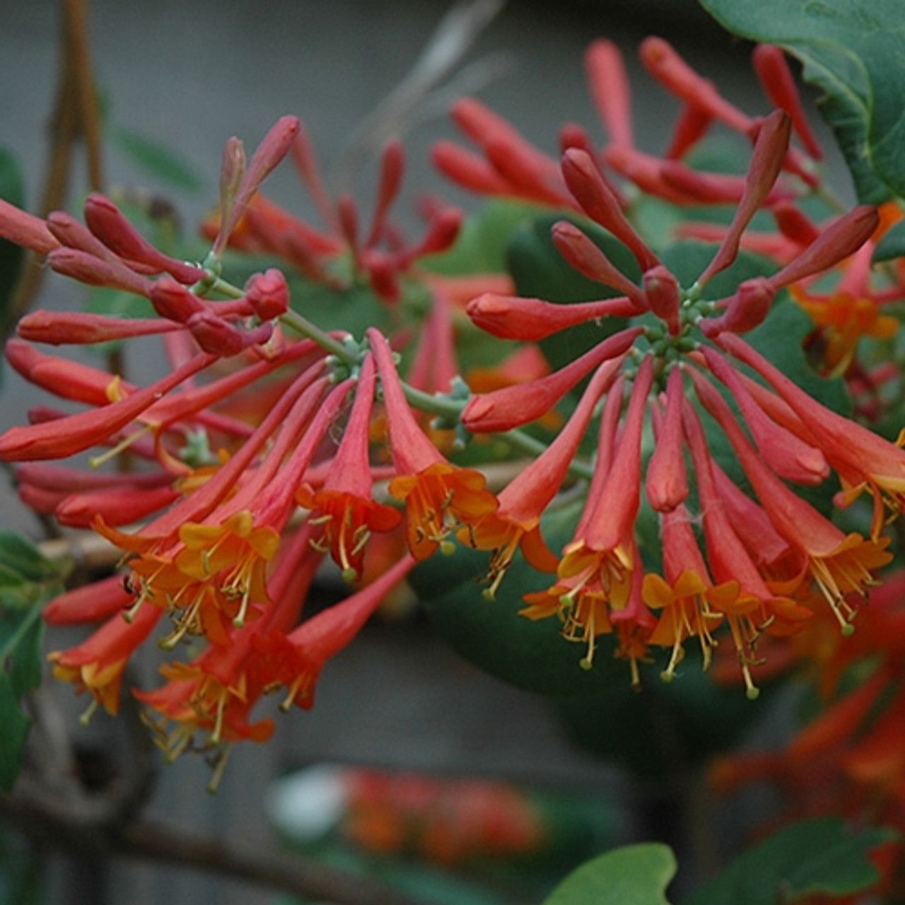 Honeysuckle - Dropmore Scarlet #1 - NO WARRANTY