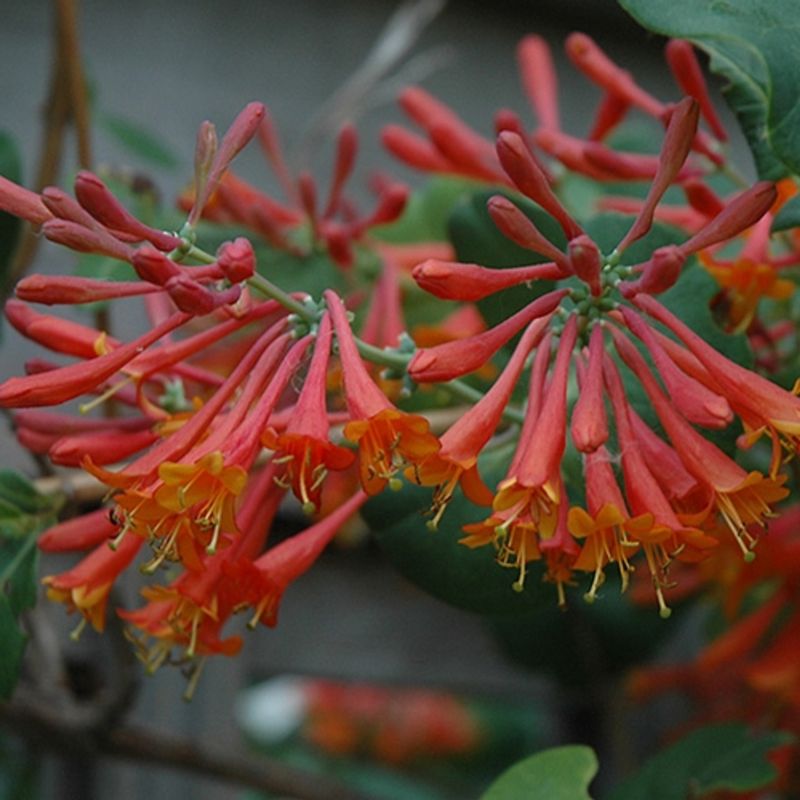 Honeysuckle - Dropmore Scarlet  - #1 - NO WARRANTY