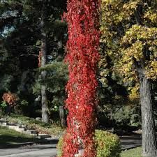 Vine - Parthenocissus-Quinquefolia-fa (Virginia Creeper)- #1 - NO WARRANTY