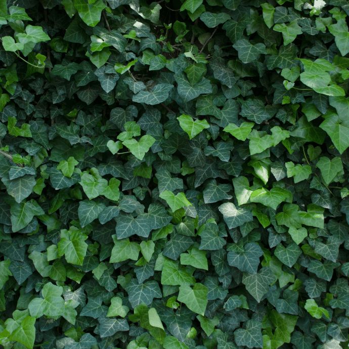 Ivy - Engleman - #1 - NO WARRANTY