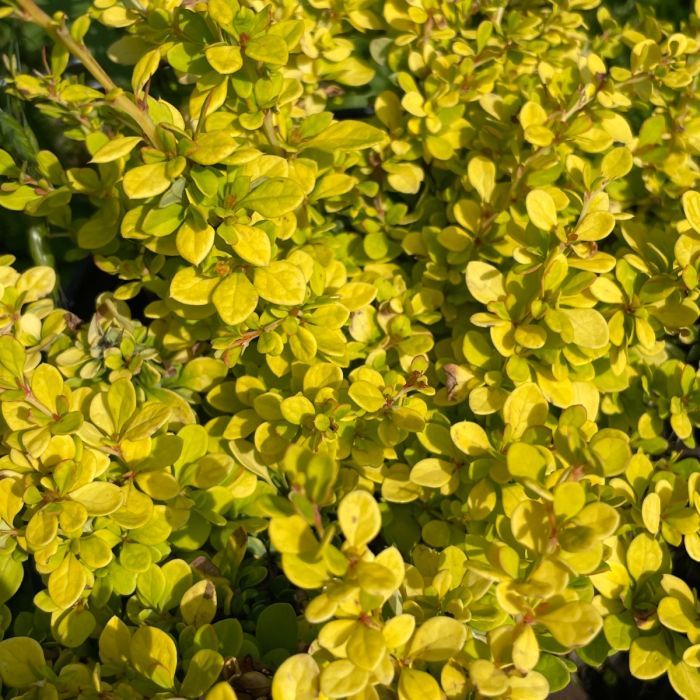 Barberry - Sunsation - 8"