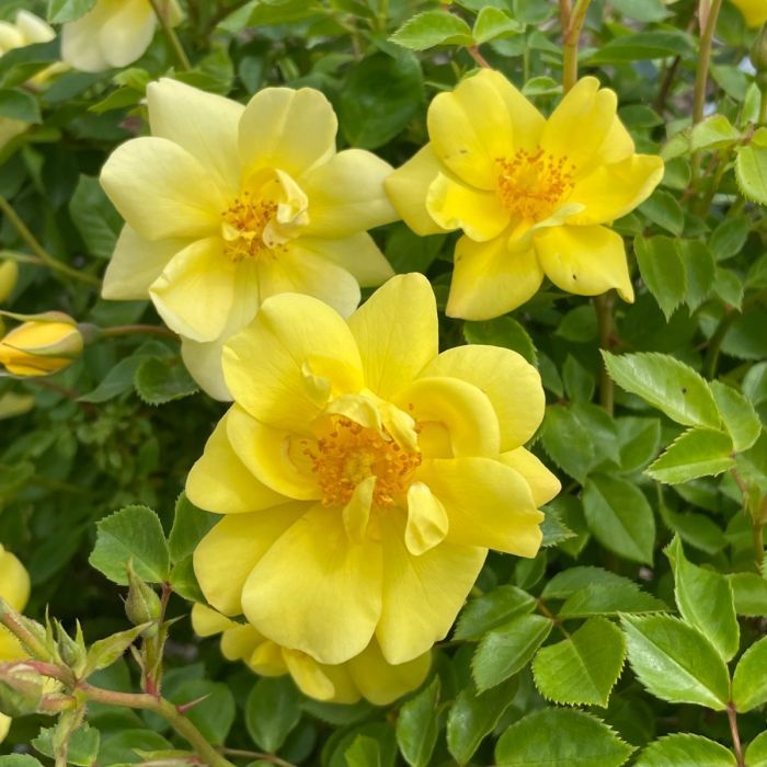 Rose - Oso Easy Lemon Zest - Tea Rose #2 True - NO WARRANTY