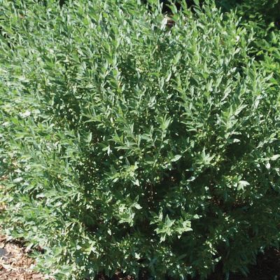 Willow - Blue Fox - #2