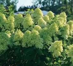 Hydrangea - Limelight Prime - 8"