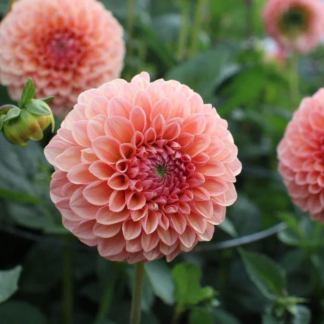 Dahlia - Linda's Baby