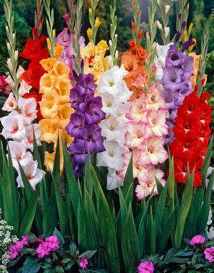 Gladiolus - Butterfly Mix - Pack of 5