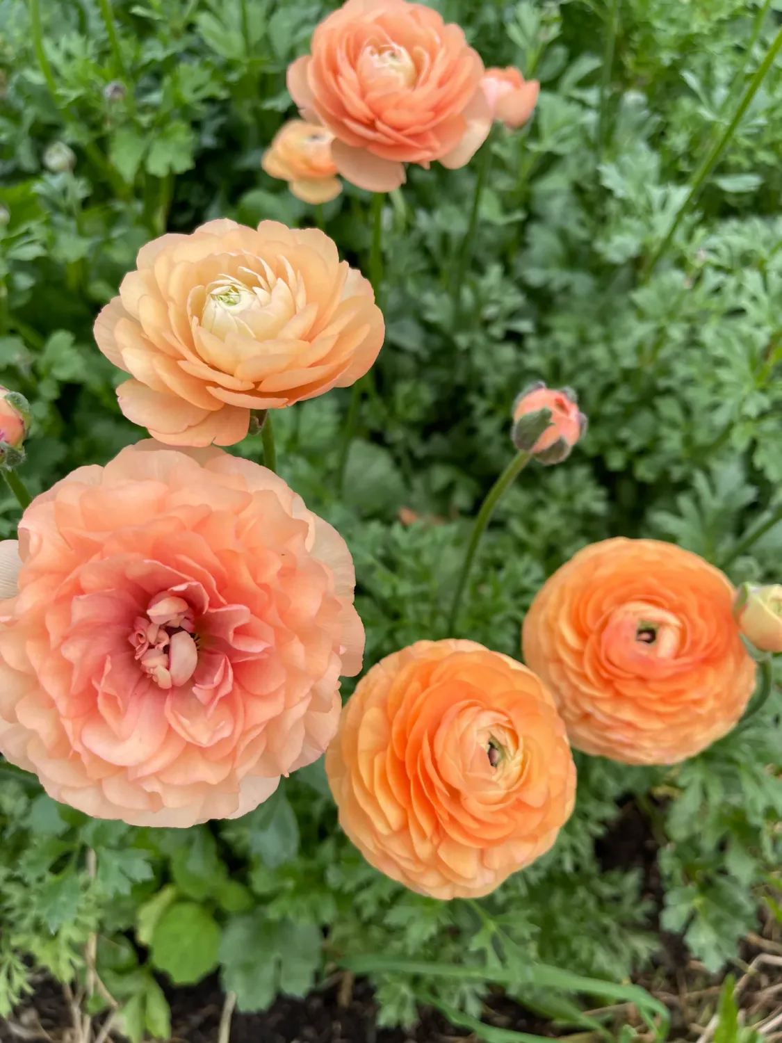 Ranunculus - Amandine Salmon - Pack of 5