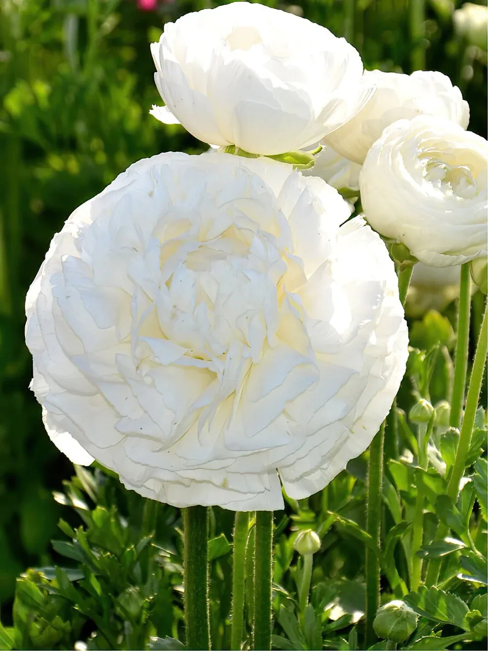 Ranunculus - Amandine White - Pack of 5