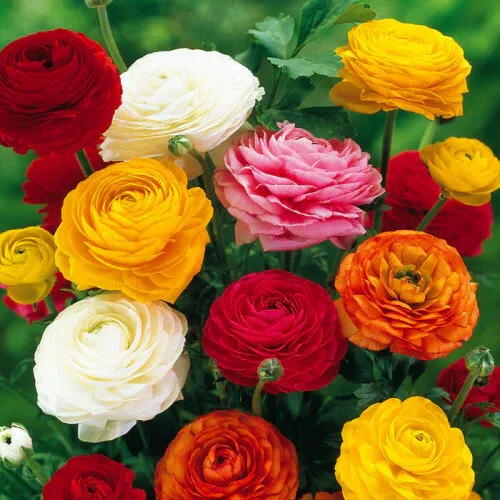 Ranunculus - Peony Mixed - Pack of 10