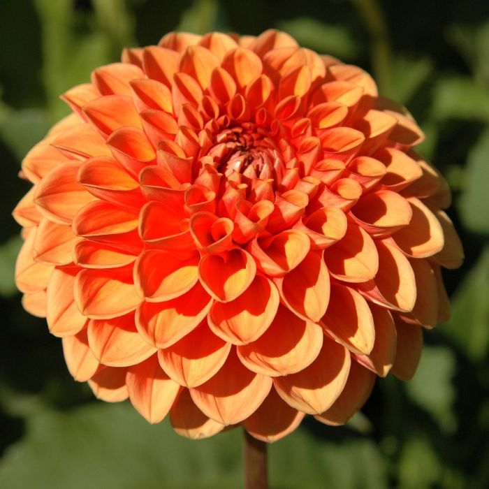 Dahlia - Maarn