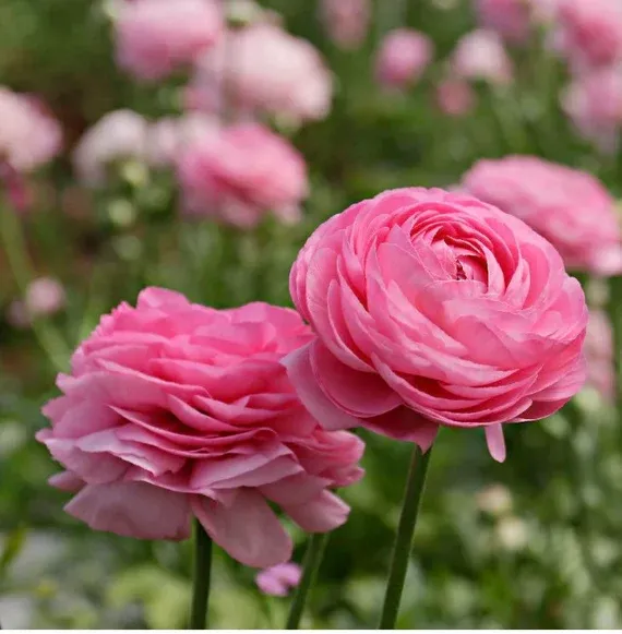 Ranunculus - Amandine Marshmallow - Pack of 5