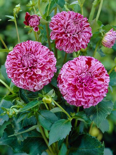 Dahlia - Marble Ball