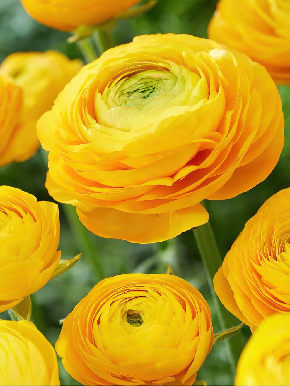 Ranunculus - Amandine Yellow - Pack of 5