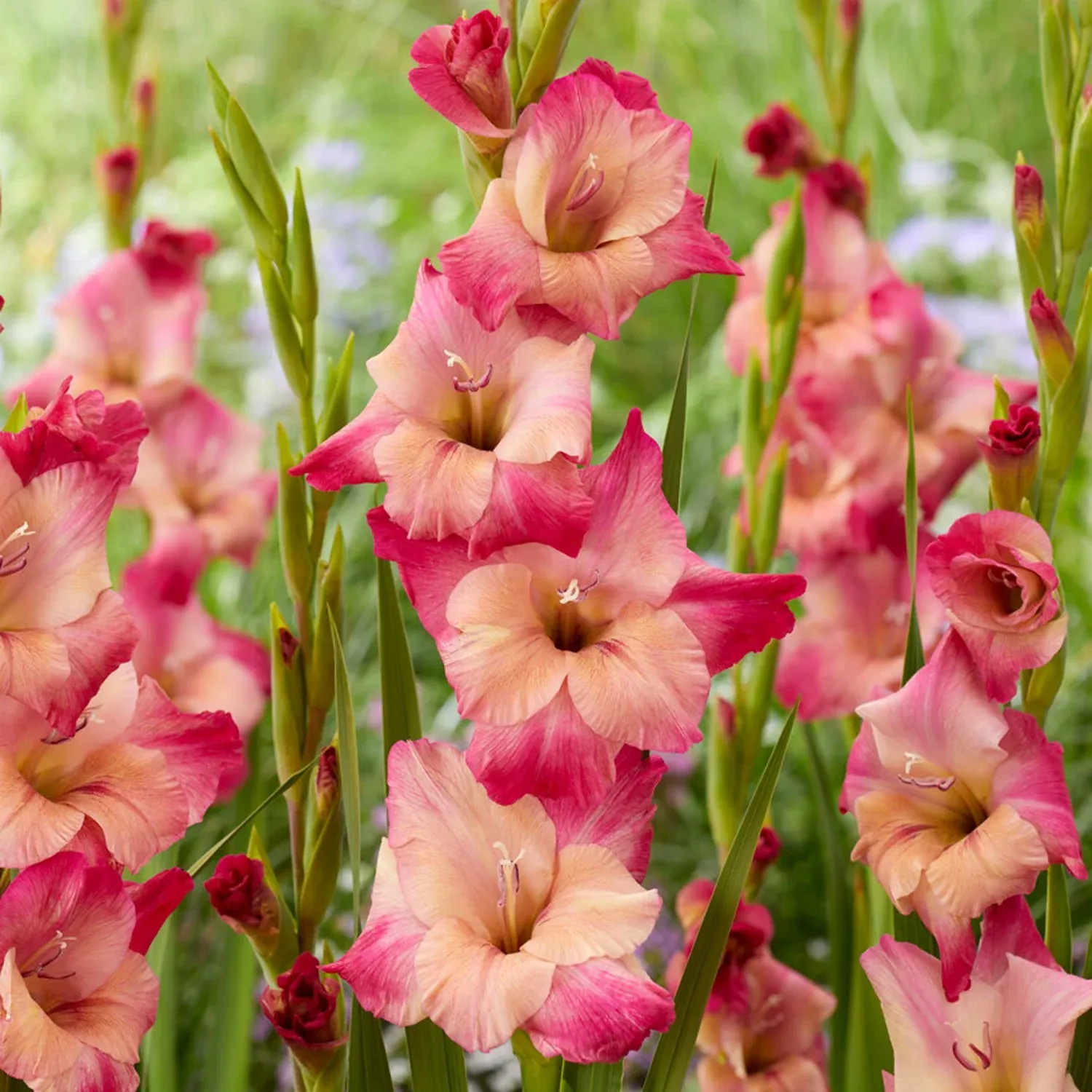 Gladiolus - Apricot Bubble Gum - Pack of 8