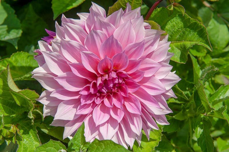 Dahlia - Dinnerplate Cafe au Lait Rose