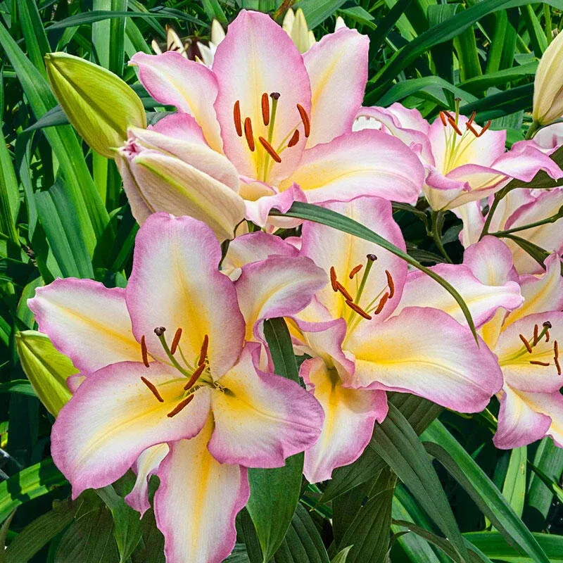 Lily - Oriental Captain Tricolore