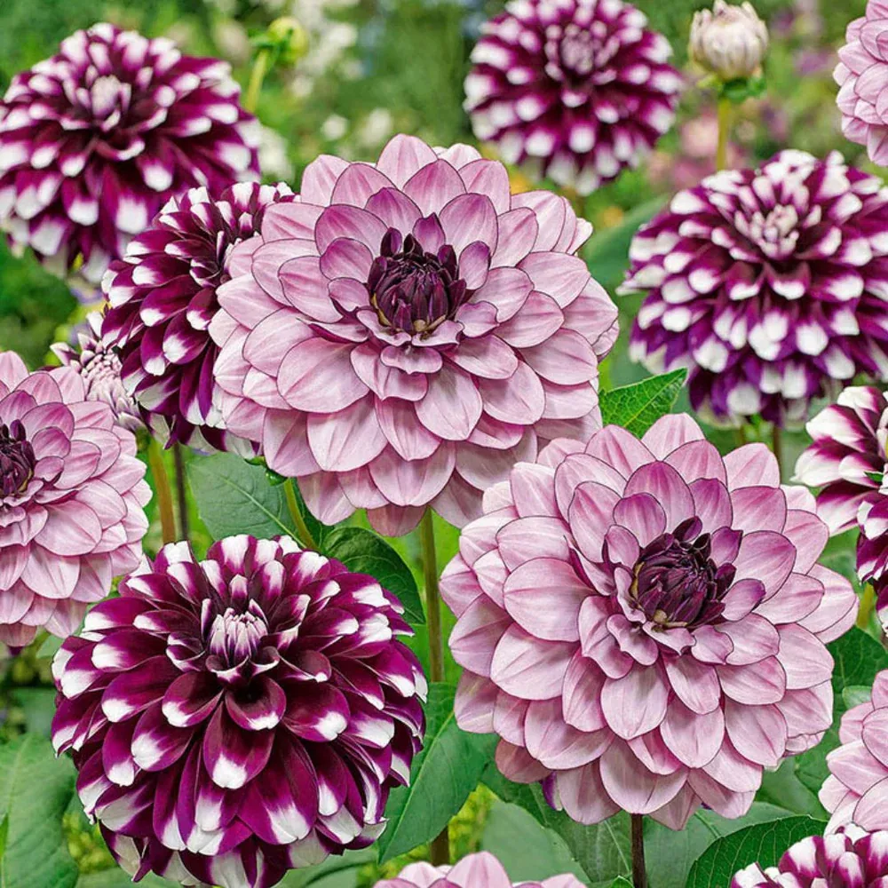 Dahlia - Smokey Amethyst - Pack of 3