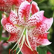 Lily - Novelty Uchida