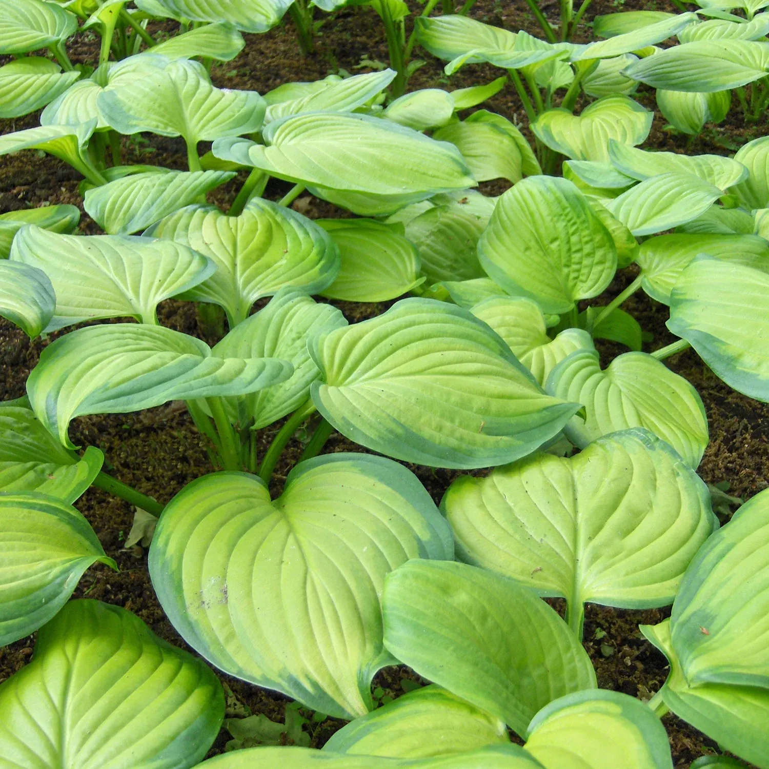 Hosta (Plantain Lily) - Guacamole - #2