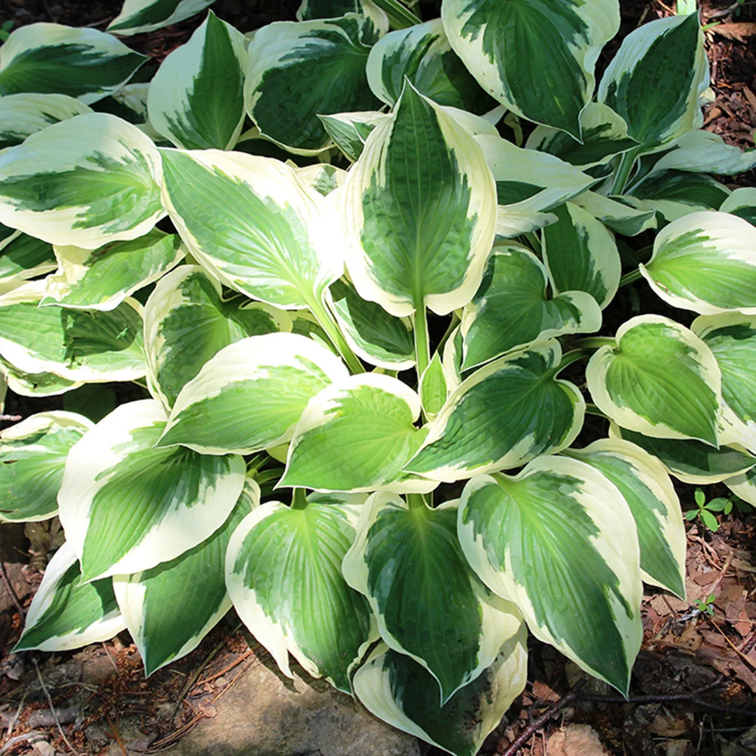 Hosta (Plantain Lily) - Patriot - #2