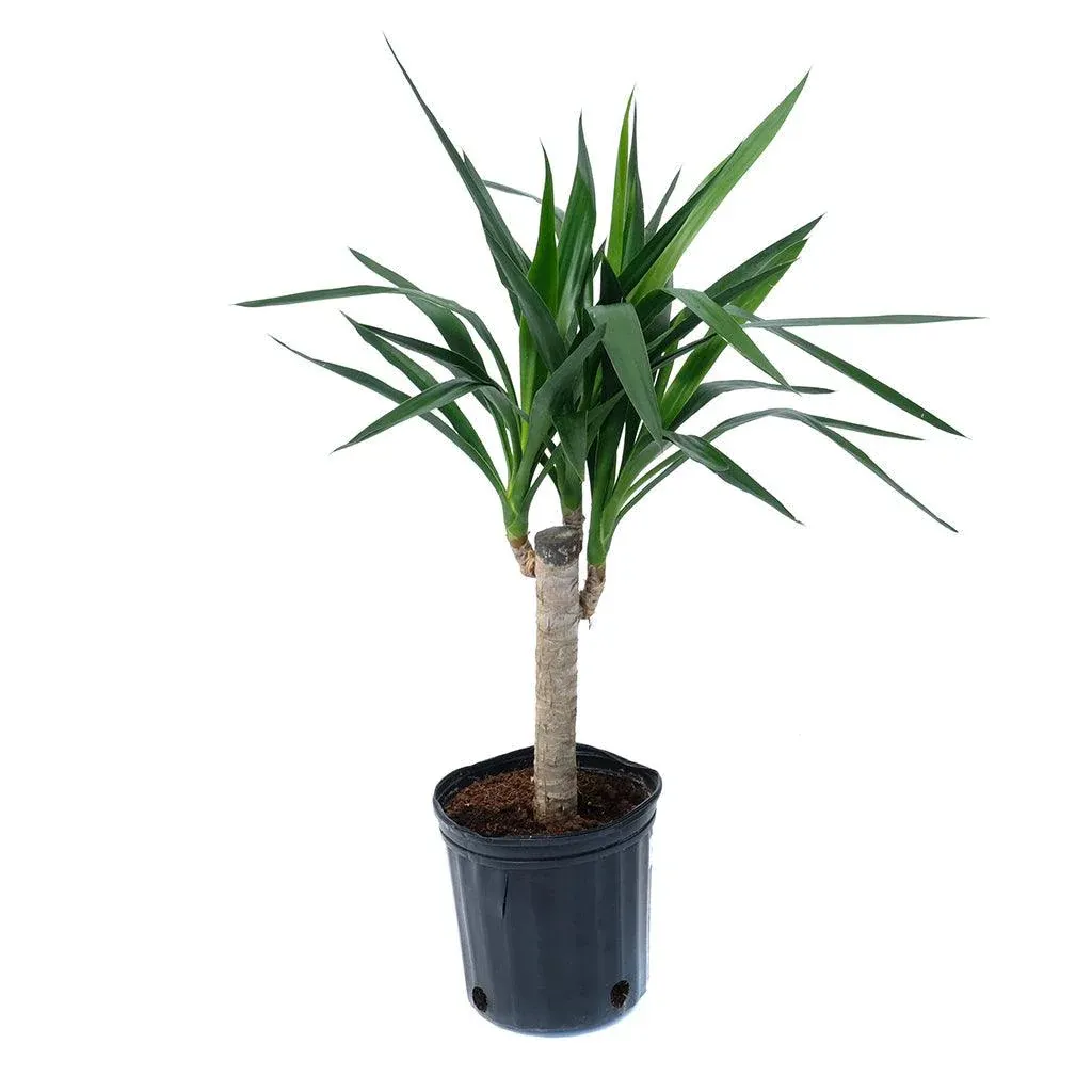 Yucca Cane - 10"