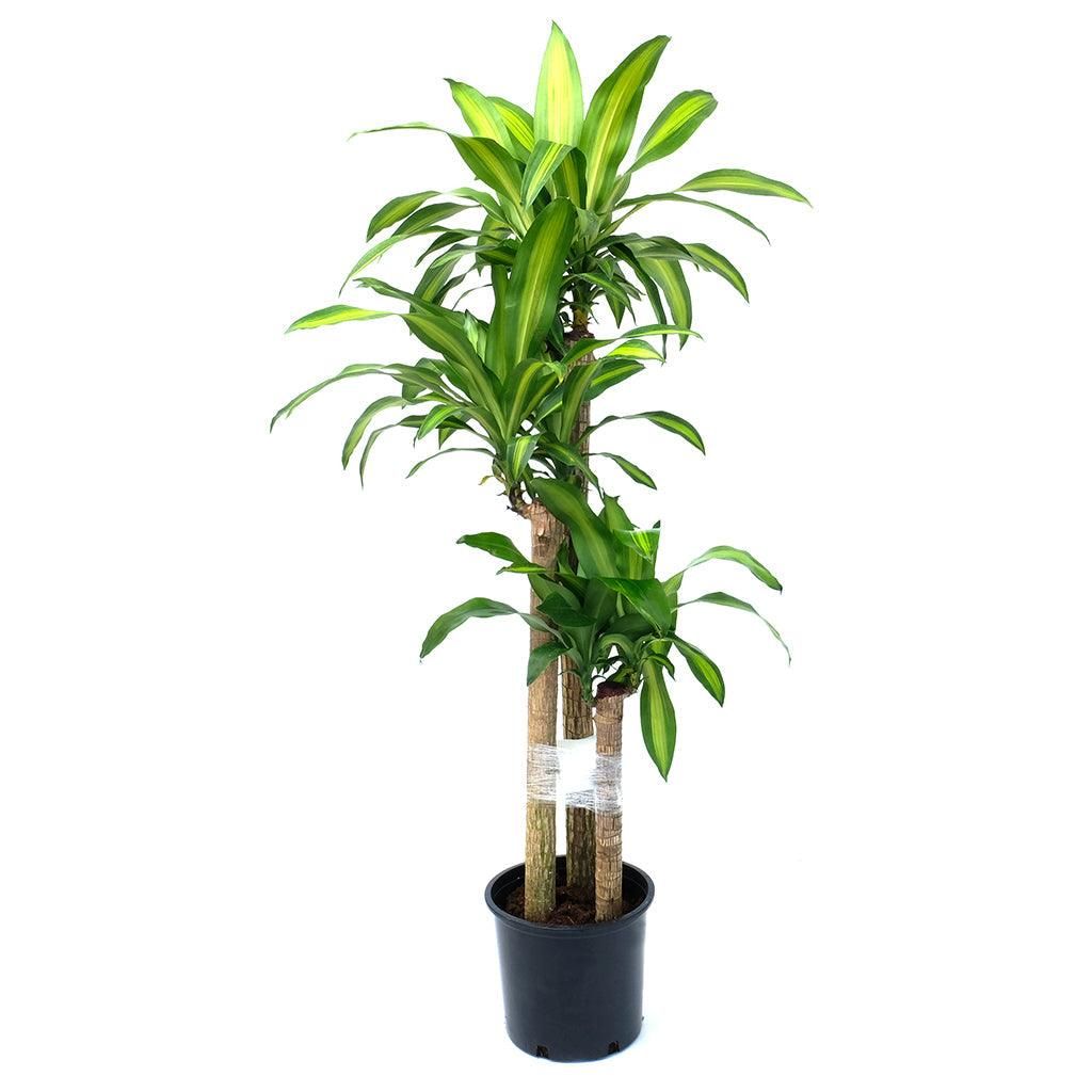 Dracaena Mass Cane 4-3-2 - 12"