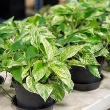 Pothos Marble Queen HB - 10"