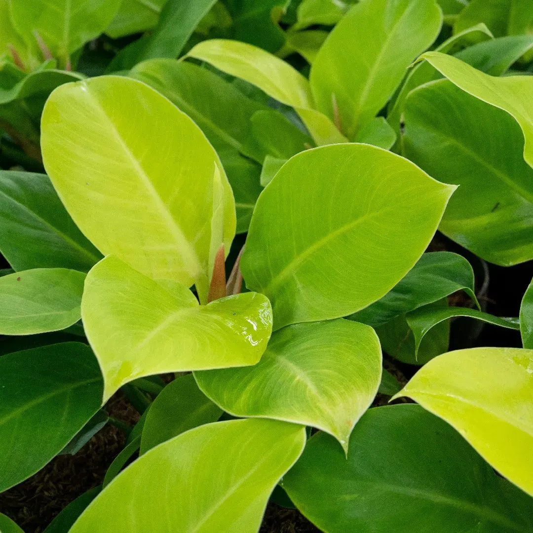 Philodendron Moonlight - 8"