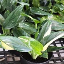 Monstera Standleyana Albo Variegata - 4&quot;